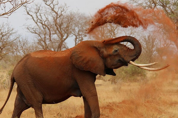 DE 8 | Kenya And East Africa