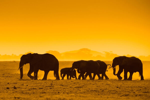 DE 8 | Kenya And East Africa