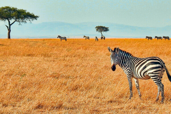 DE 8 | Kenya And East Africa